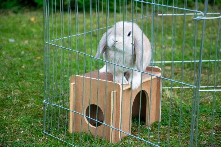 dobar Freilaufgehege